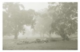 Misty Trees Kangarilla